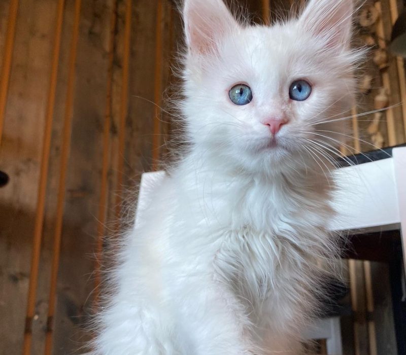 Maine Coon – Pure Kitten Home